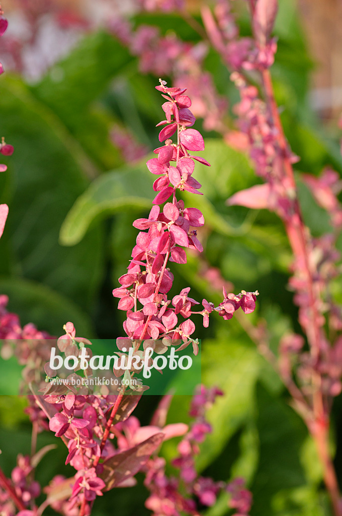 476056 - Red garden orache (Atriplex hortensis var. rubra)