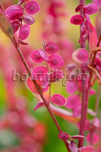 476057 - Red garden orache (Atriplex hortensis var. rubra)