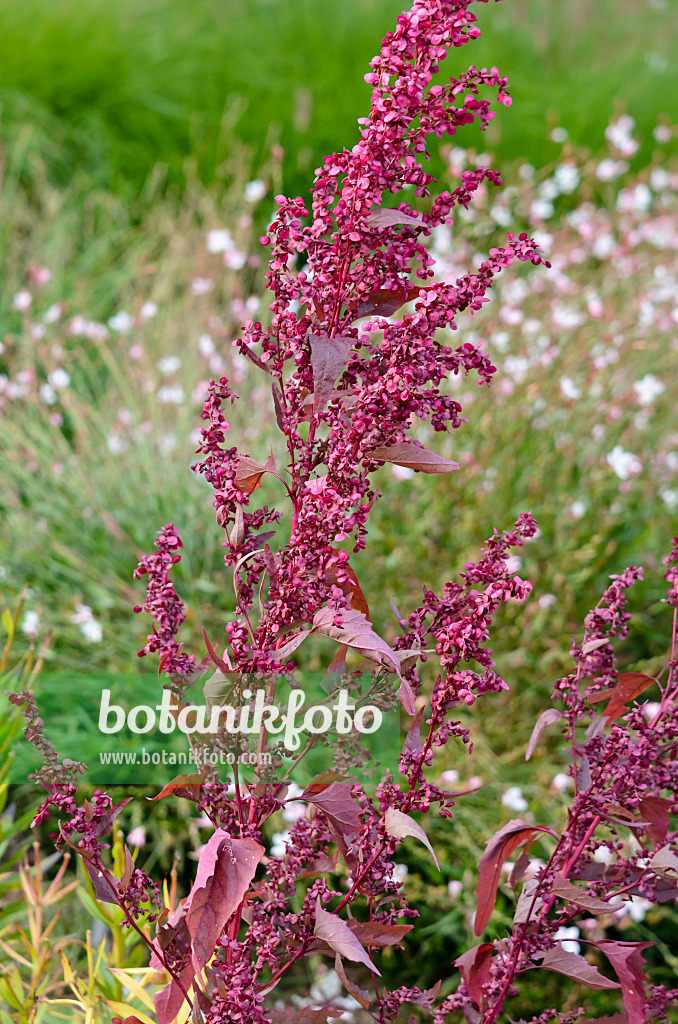 535226 - Red garden orache (Atriplex hortensis var. rubra)