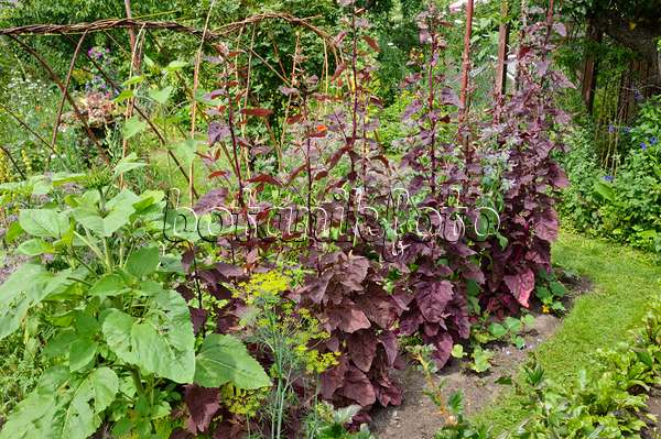 474133 - Red garden orache (Atriplex hortensis var. rubra) in a vegetable garden