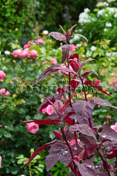 510060 - Red garden orache (Atriplex hortensis var. rubra) and roses (Rosa)