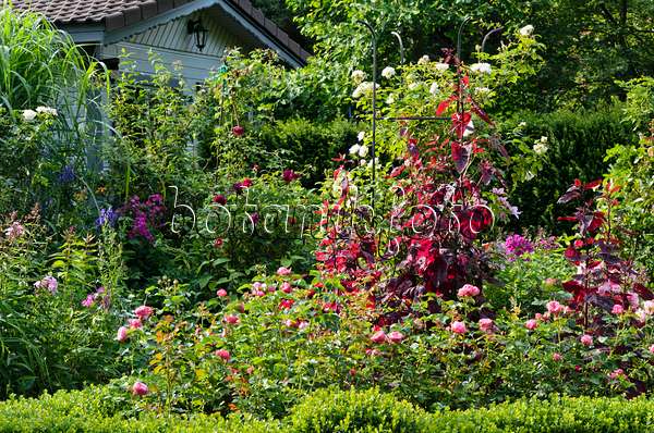 570088 - Red garden orache (Atriplex hortensis var. rubra) and roses (Rosa)
