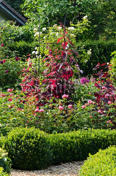 570089 - Red garden orache (Atriplex hortensis var. rubra) and roses (Rosa)