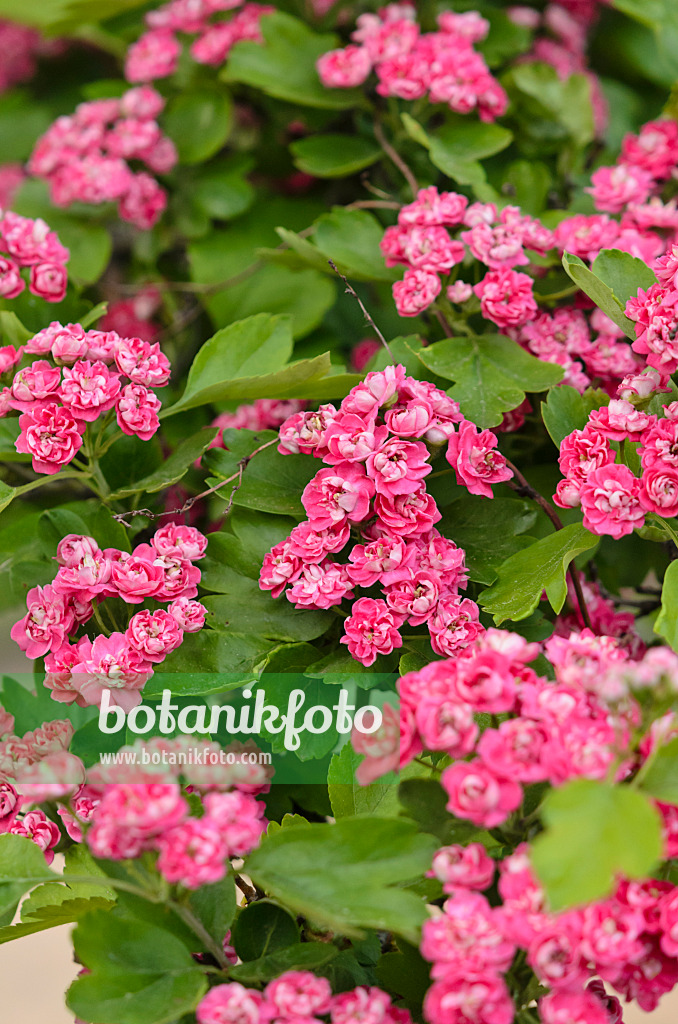 520210 - Red hawthorn (Crataegus laevigata 'Paul's Scarlett')