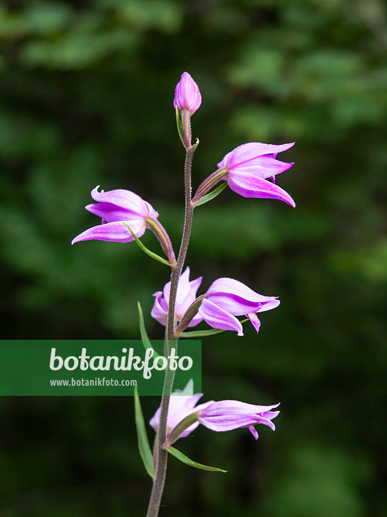 439253 - Red helleborine (Cephalanthera rubra)