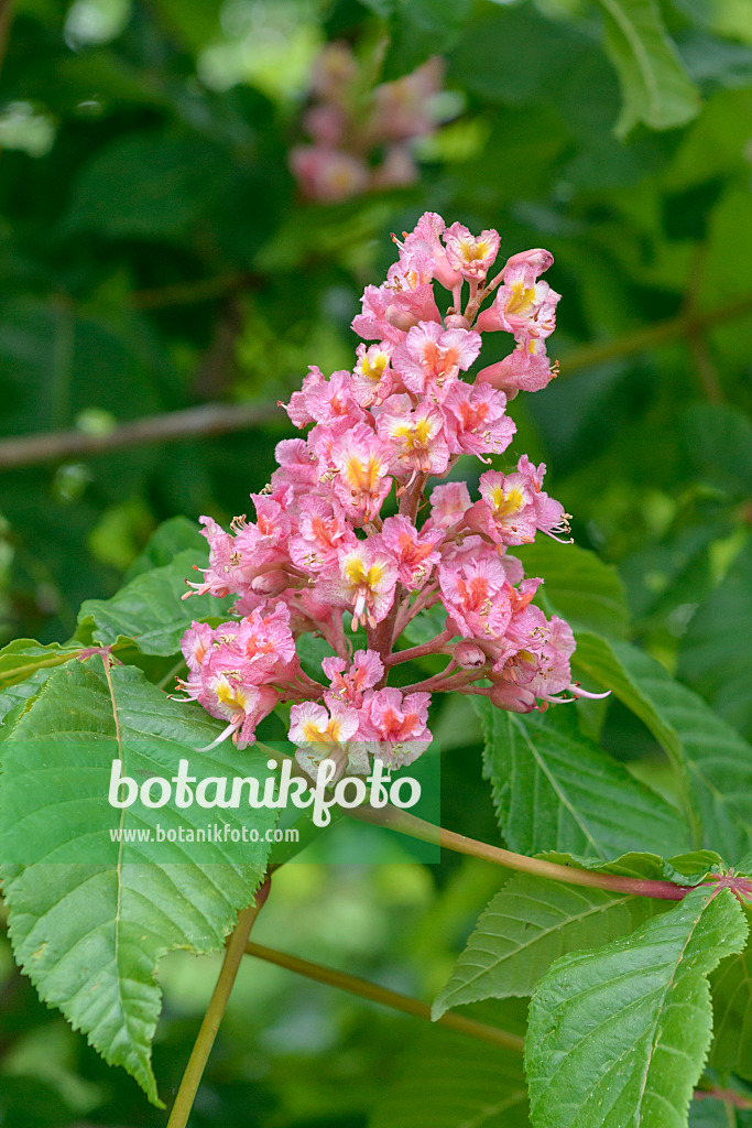 558033 - Red horse chestnut (Aesculus x carnea 'Briotii')