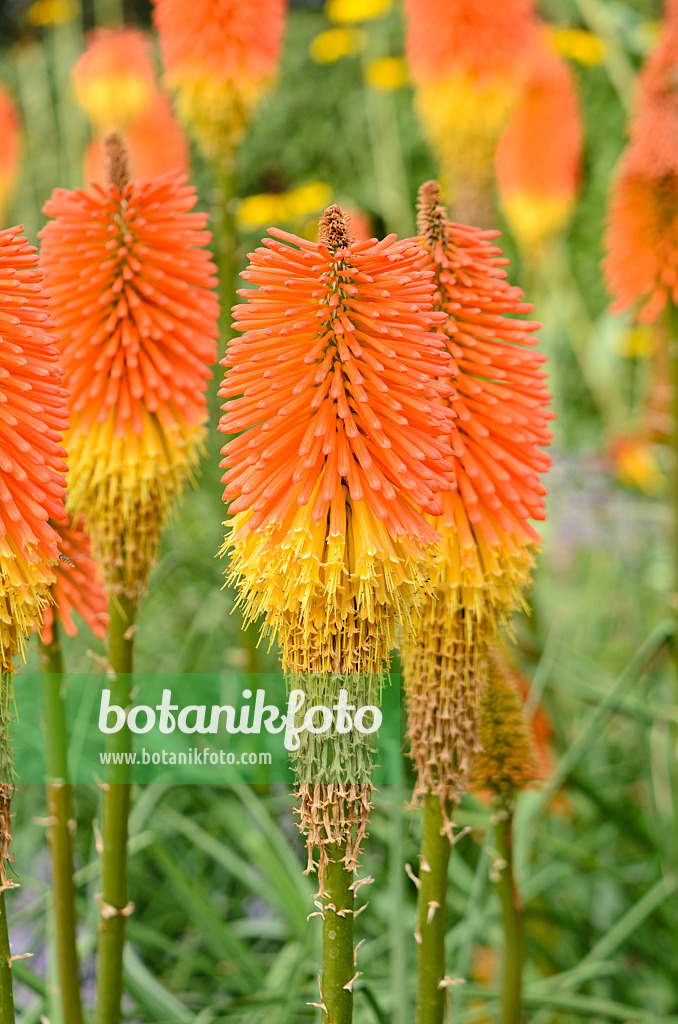 547041 - Red hot poker (Kniphofia uvaria 'Nobilis')