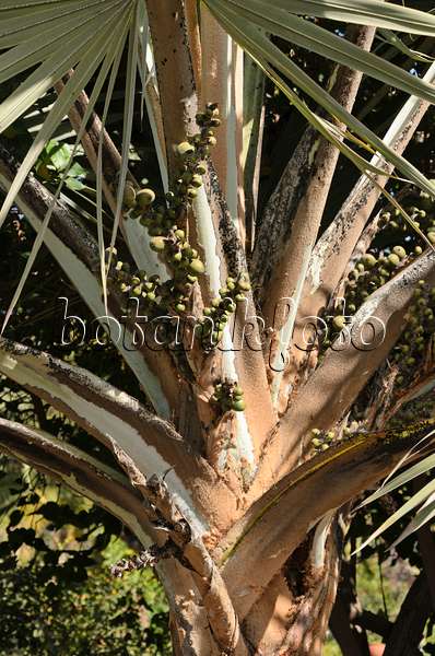 564040 - Red Latan palm (Latania lontaroides)