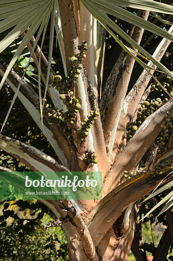 564040 - Red Latan palm (Latania lontaroides)