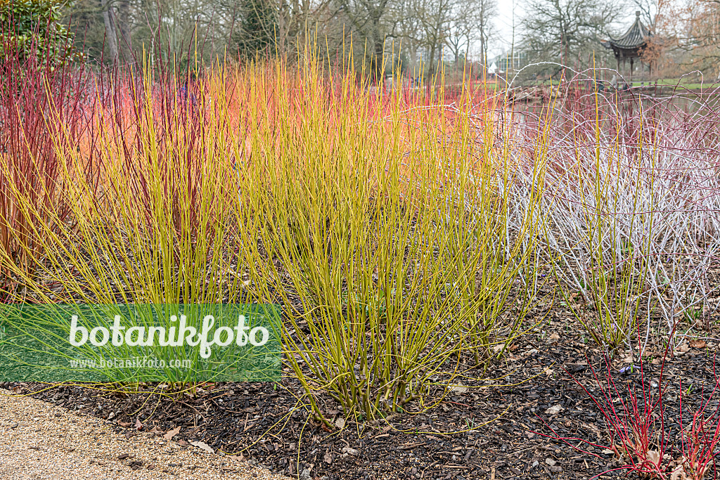 625175 - Red osier dogwood (Cornus sericea 'Budd's Yellow' syn. Cornus stolonifera 'Budd's Yellow')