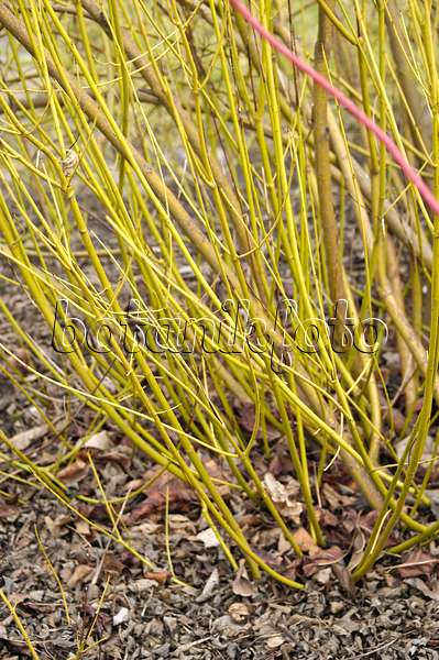 517163 - Red osier dogwood (Cornus sericea 'Flaviramea' syn. Cornus stolonifera 'Flaviramea')