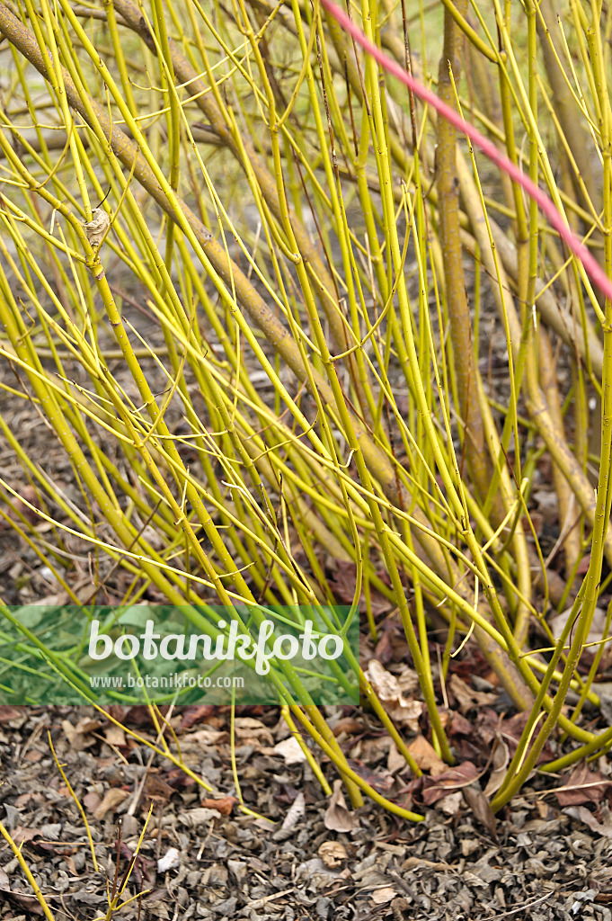 517163 - Red osier dogwood (Cornus sericea 'Flaviramea' syn. Cornus stolonifera 'Flaviramea')