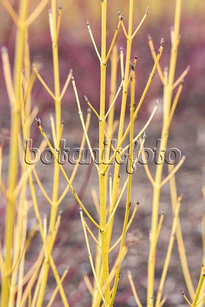 638068 - Red osier dogwood (Cornus sericea 'White Gold' syn. Cornus stolonifera 'White Gold')