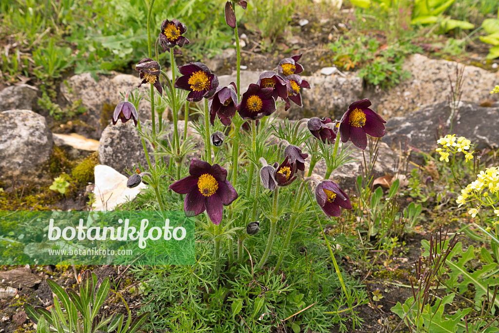 570039 - Red pasque flower (Pulsatilla rubra)