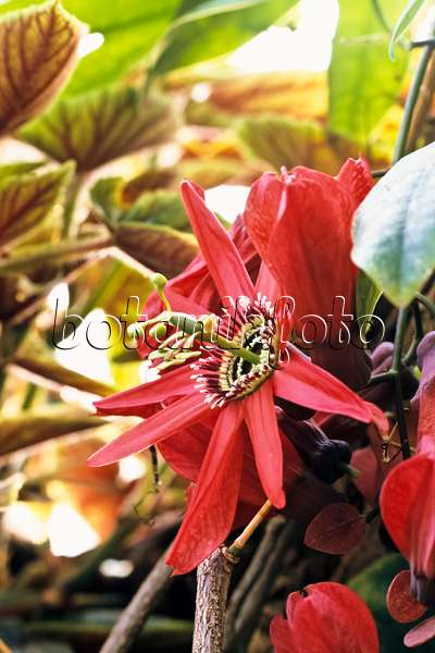 367092 - Red passion flower (Passiflora racemosa)