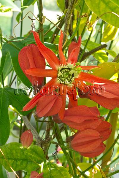 549186 - Red passion flower (Passiflora racemosa)