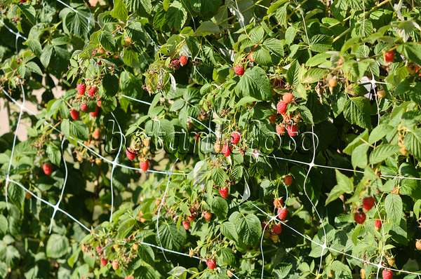 535066 - Red raspberry (Rubus idaeus)