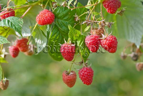 502422 - Red raspberry (Rubus idaeus 'Annamaria')