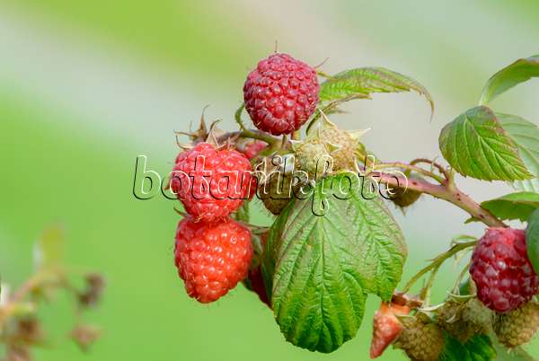 607201 - Red raspberry (Rubus idaeus 'Aroma Queen')