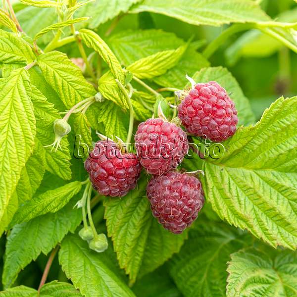 616123 - Red raspberry (Rubus idaeus 'Autumn Happy')