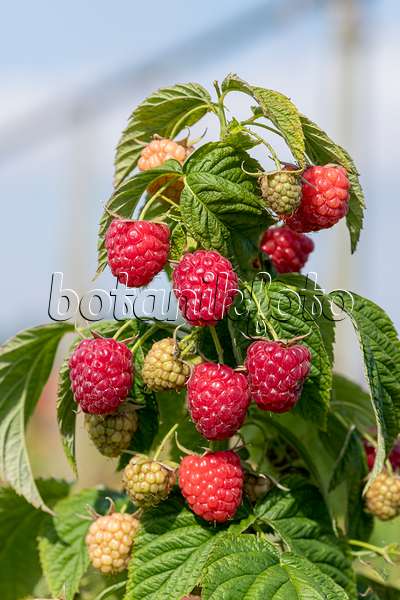 625360 - Red raspberry (Rubus idaeus 'Little Sweet Sister')