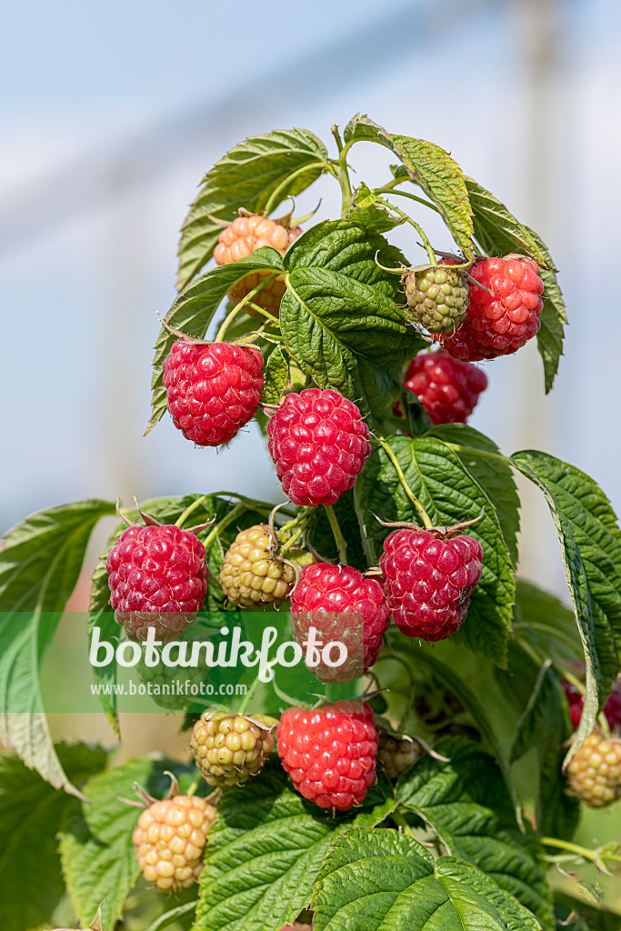 625360 - Red raspberry (Rubus idaeus 'Little Sweet Sister')