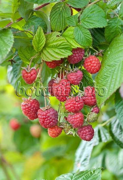 502423 - Red raspberry (Rubus idaeus 'Maravilla')