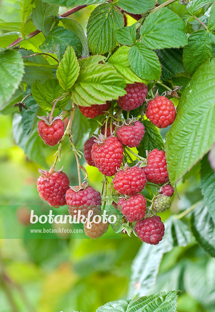 502423 - Red raspberry (Rubus idaeus 'Maravilla')