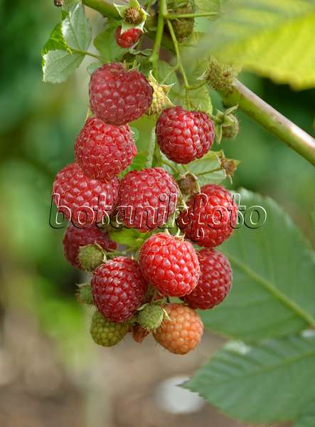 517382 - Red raspberry (Rubus idaeus 'Pokusa')