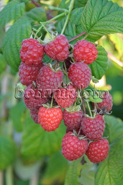535378 - Red raspberry (Rubus idaeus 'Pokusa')