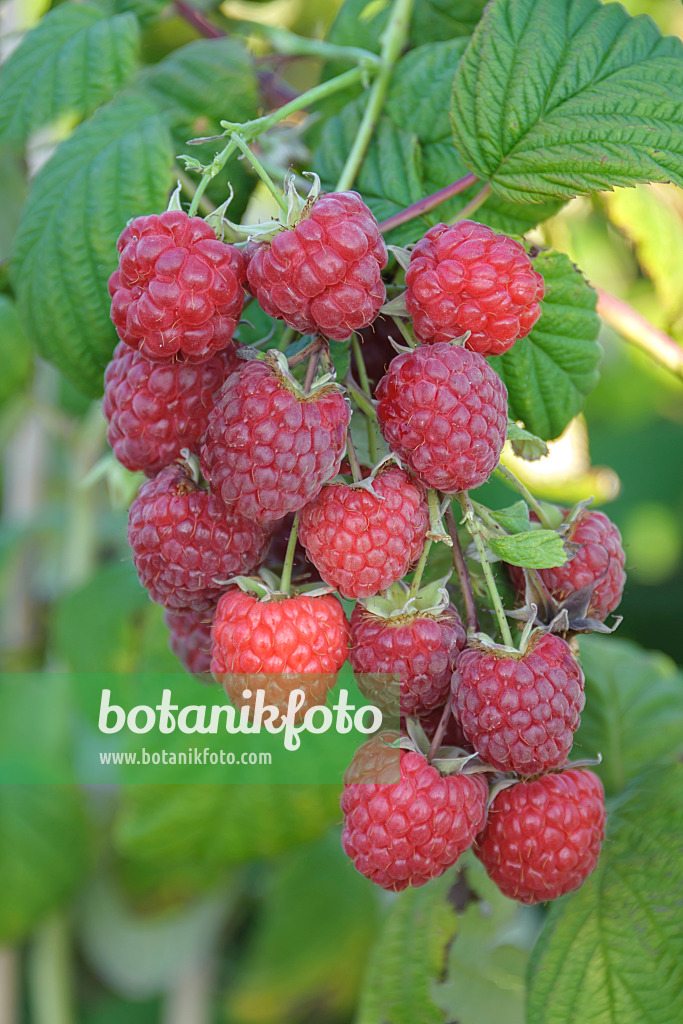 535378 - Red raspberry (Rubus idaeus 'Pokusa')