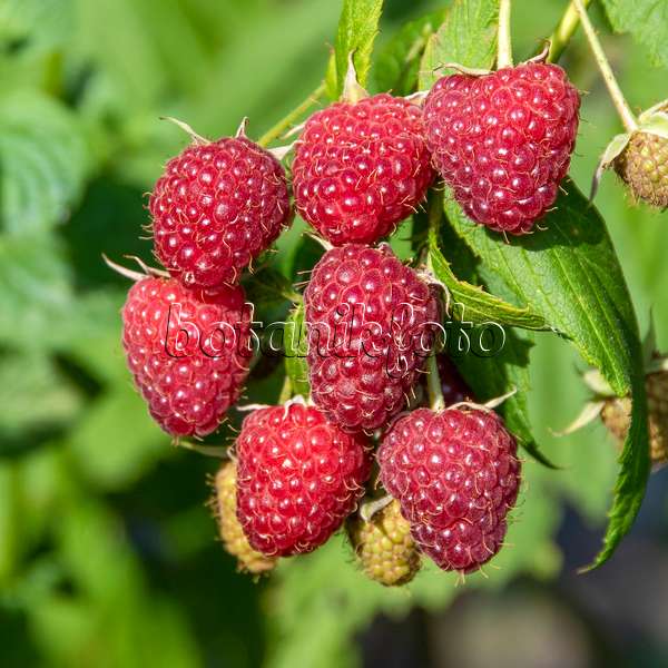616125 - Red raspberry (Rubus idaeus 'Polka')