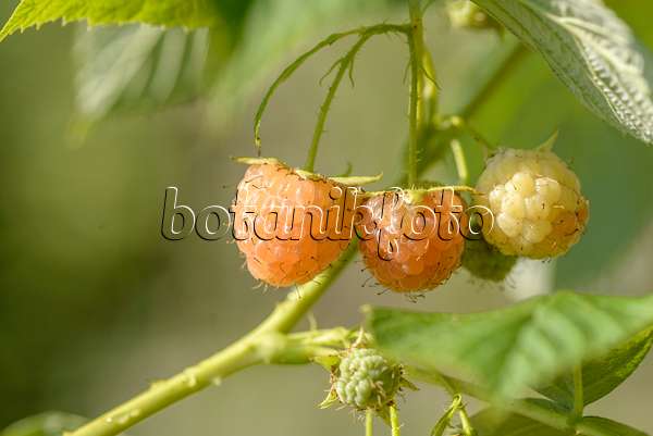 575322 - Red raspberry (Rubus idaeus 'Poranna Rosa')