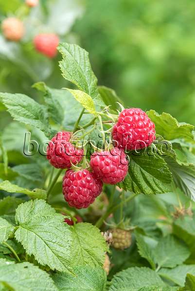 638325 - Red raspberry (Rubus idaeus 'Ruby Beauty')