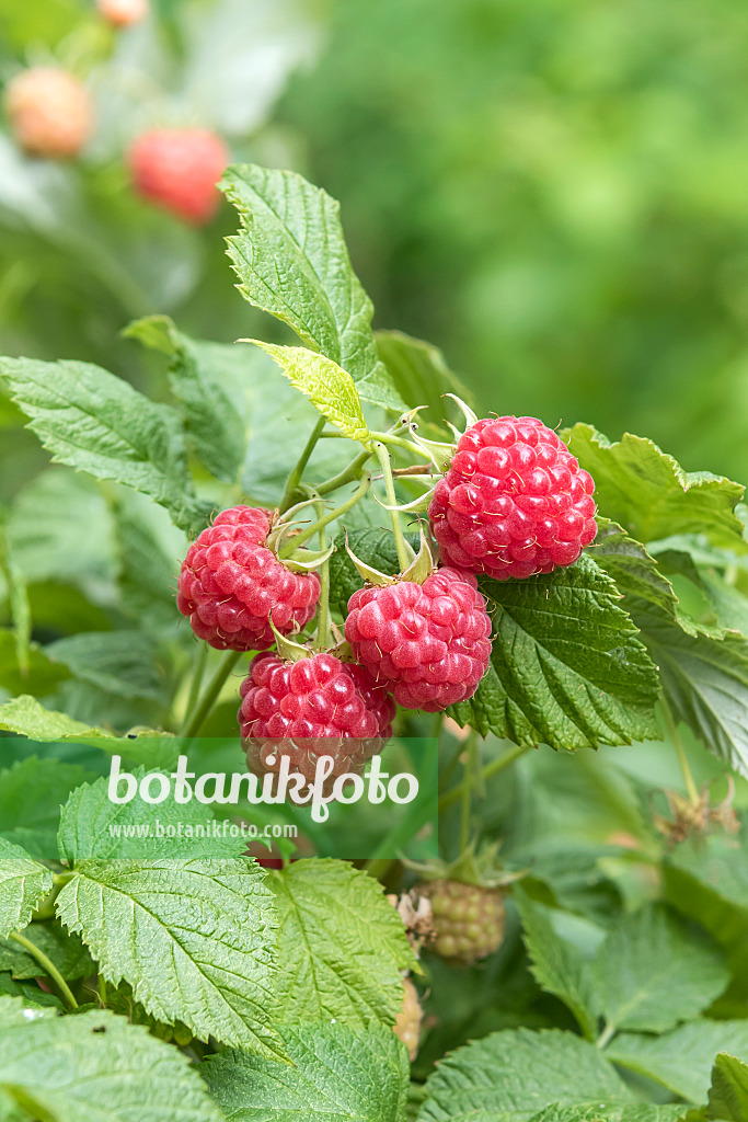 638325 - Red raspberry (Rubus idaeus 'Ruby Beauty')