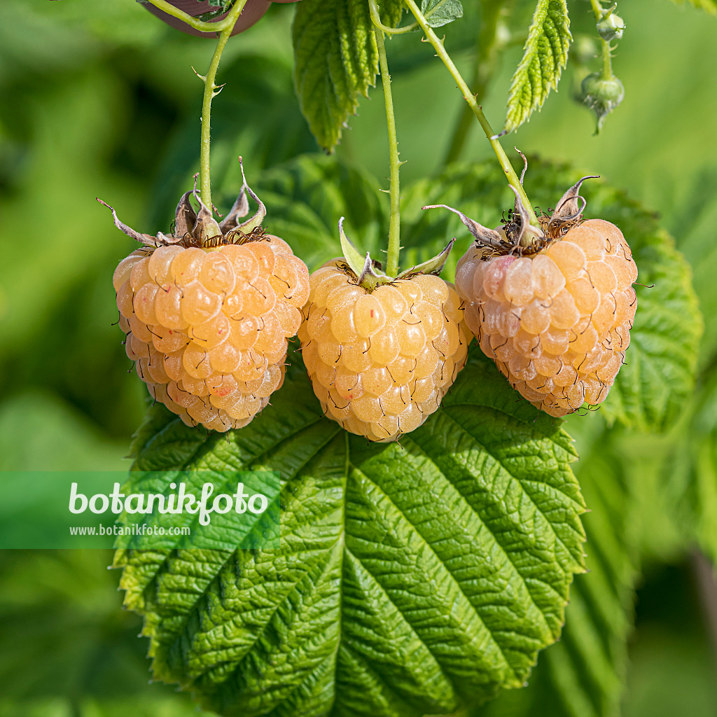 607197 - Red raspberry (Rubus idaeus 'Twotimer Gelbe Sugana')