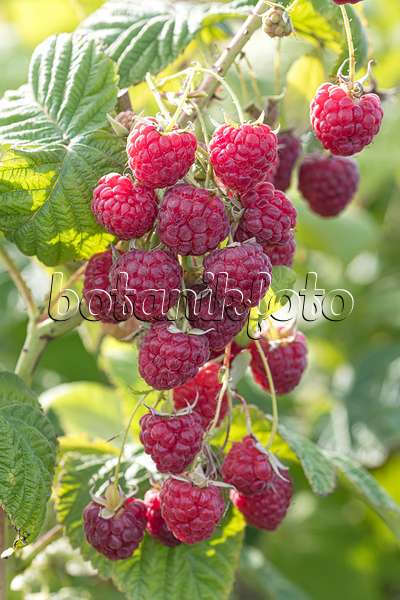 607199 - Red raspberry (Rubus idaeus 'Twotimer Sugana')
