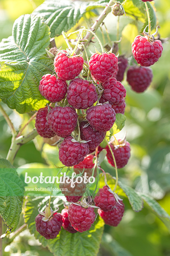 607199 - Red raspberry (Rubus idaeus 'Twotimer Sugana')