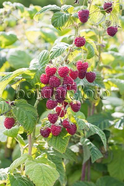 607200 - Red raspberry (Rubus idaeus 'Twotimer Sugana')