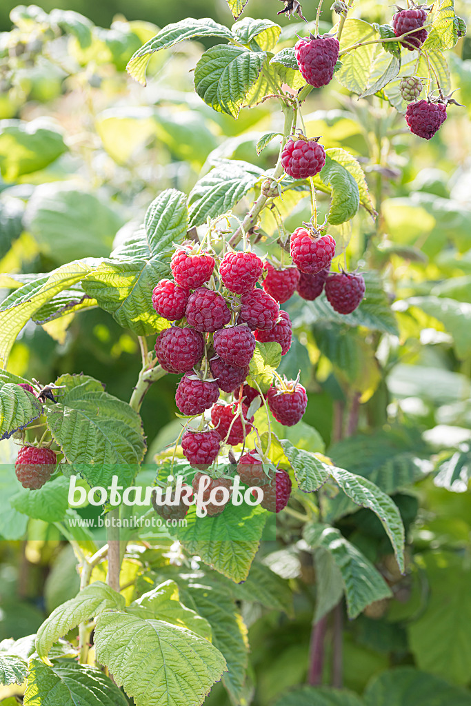 607200 - Red raspberry (Rubus idaeus 'Twotimer Sugana')