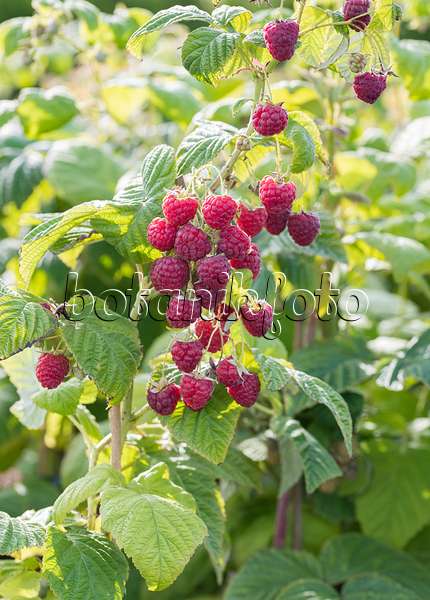 616126 - Red raspberry (Rubus idaeus 'Twotimer Sugana')