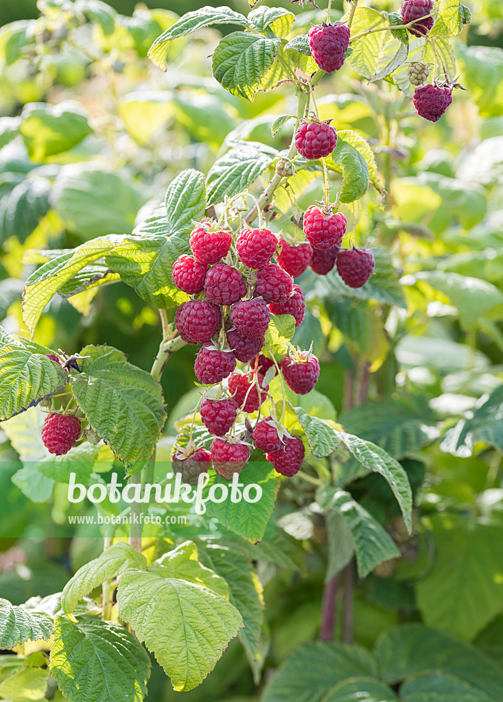 616126 - Red raspberry (Rubus idaeus 'Twotimer Sugana')