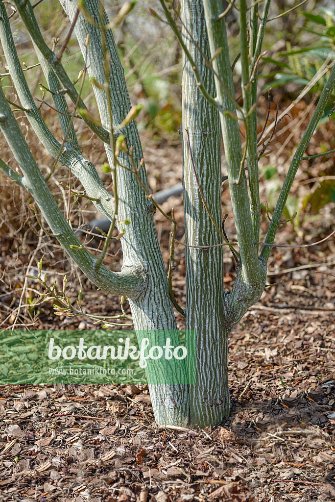 558020 - Red snakebark maple (Acer capillipes)