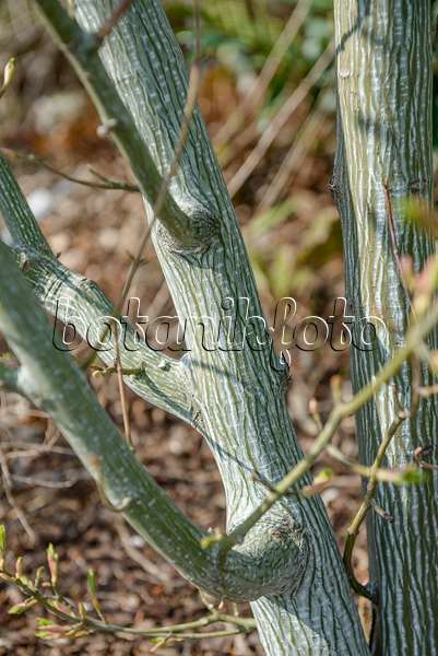 558021 - Red snakebark maple (Acer capillipes)