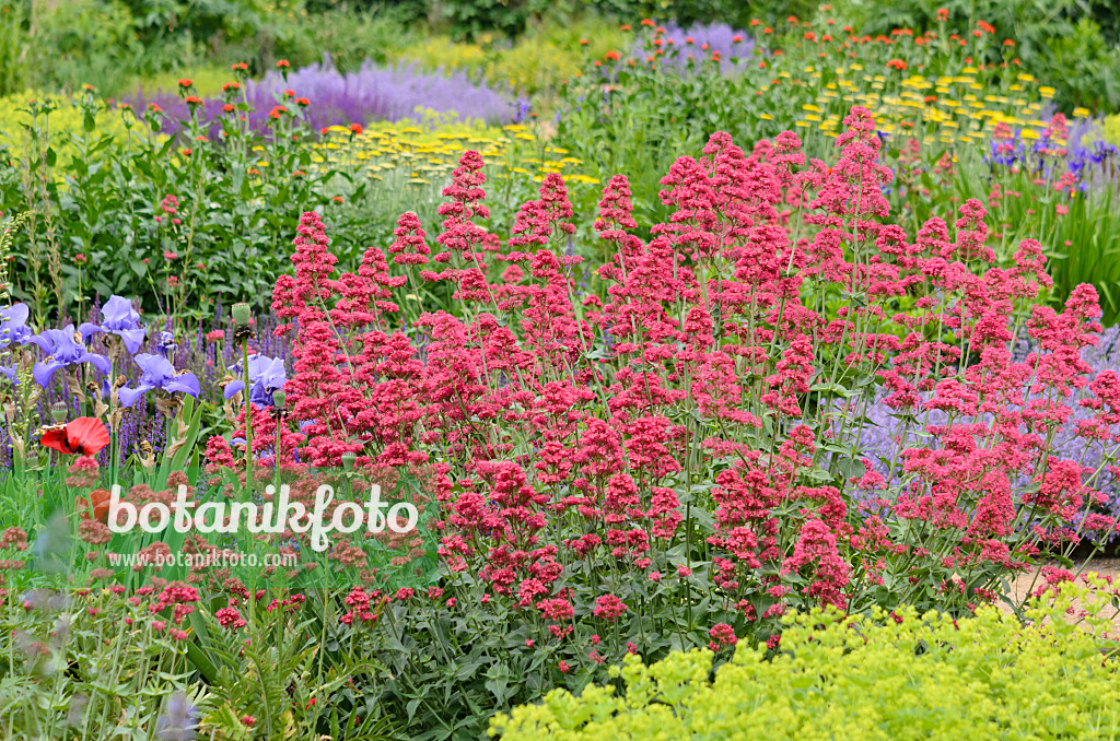 545074 - Red valerian (Centranthus ruber 'Coccineus')