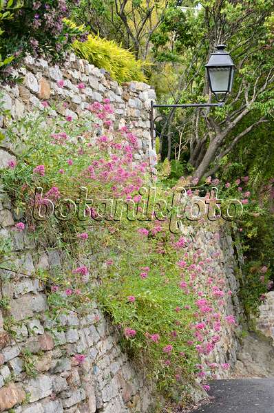 533141 - Red valerian (Centranthus ruber) on a stone wall
