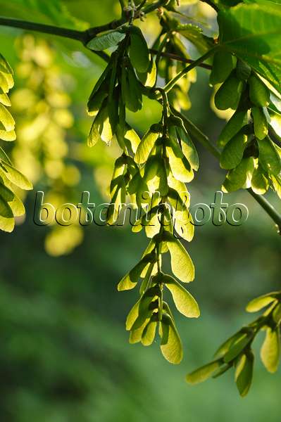 473049 - Redvein maple (Acer rufinerve)