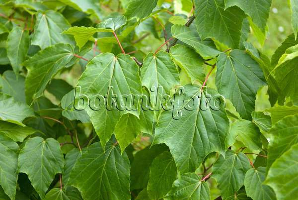 517142 - Redvein maple (Acer rufinerve)