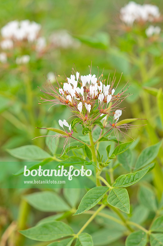 535002 - Redwhisker clammyweed (Polanisia dodecandra subsp. trachysperma)