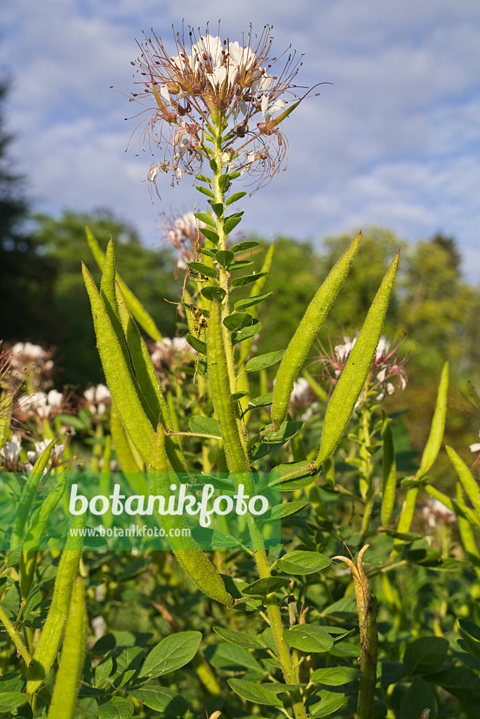 608119 - Redwhisker clammyweed (Polanisia dodecandra subsp. trachysperma)